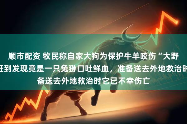 顺市配资 牧民称自家大狗为保护牛羊咬伤“大野猫”，救助者赶到发现竟是一只兔狲口吐鲜血，准备送去外地救治时它已不幸伤亡